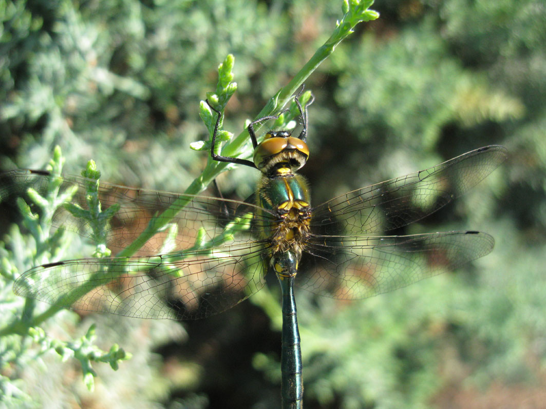 libellula da identificare: Somatochlora meridionalis